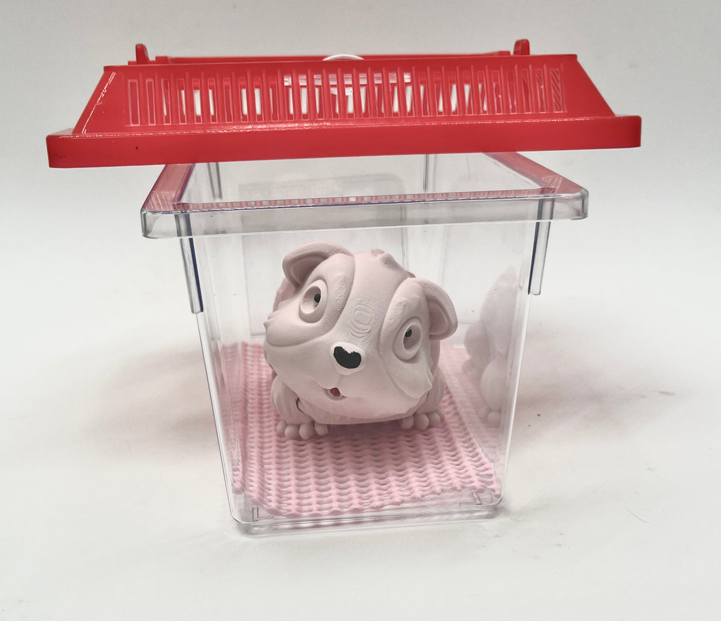 GUINEA PIG PiviPet